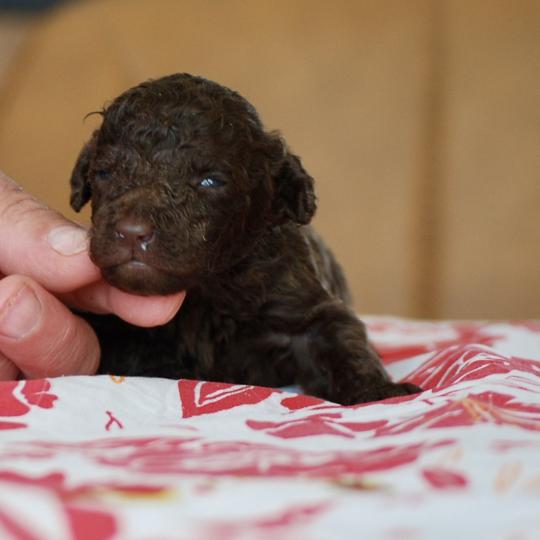 chiot Caniche Chocolat Bart Elevage zadatis  caniche , teckel