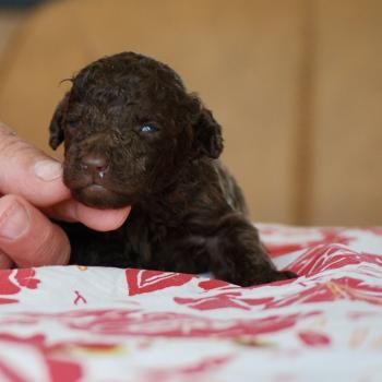 chiot Caniche Chocolat Bart Elevage zadatis  caniche , teckel