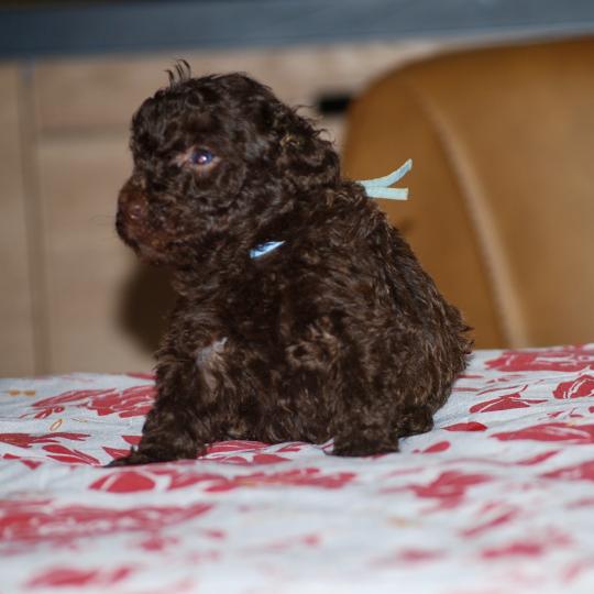 ZADATIS Bart Mâle Caniche