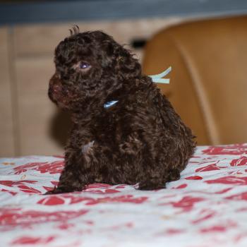 chiot Caniche Chocolat Bart Elevage zadatis  caniche , teckel