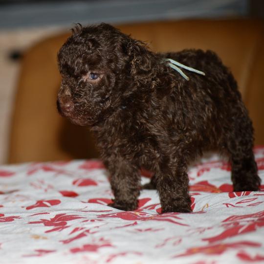 chiot Caniche Chocolat Bart Elevage zadatis  caniche , teckel