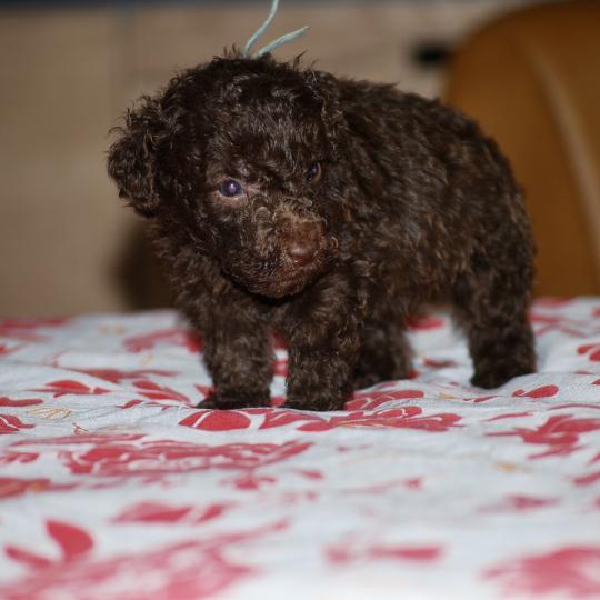 chiot Caniche Chocolat Bart Elevage zadatis  caniche , teckel
