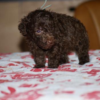 chiot Caniche Chocolat Bart Elevage zadatis  caniche , teckel