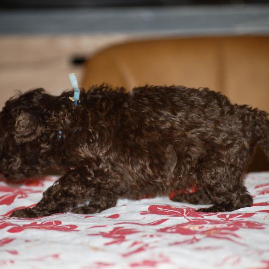 chiot Caniche Chocolat Bart Elevage zadatis  caniche , teckel