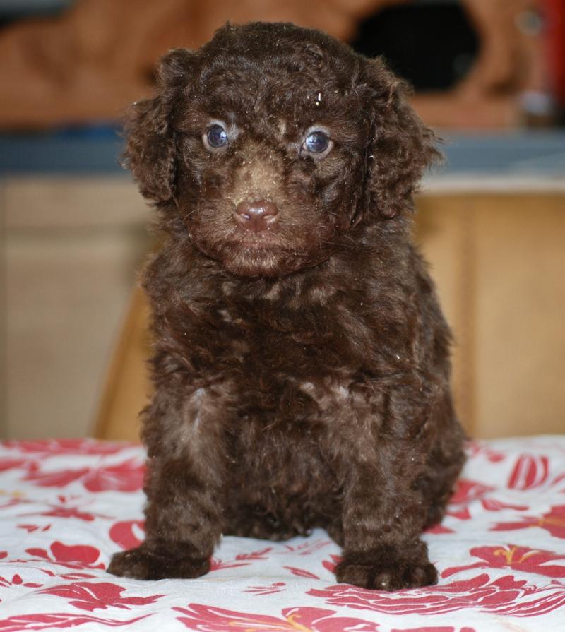 ZADATIS Bart col bleu clair Mâle Caniche
