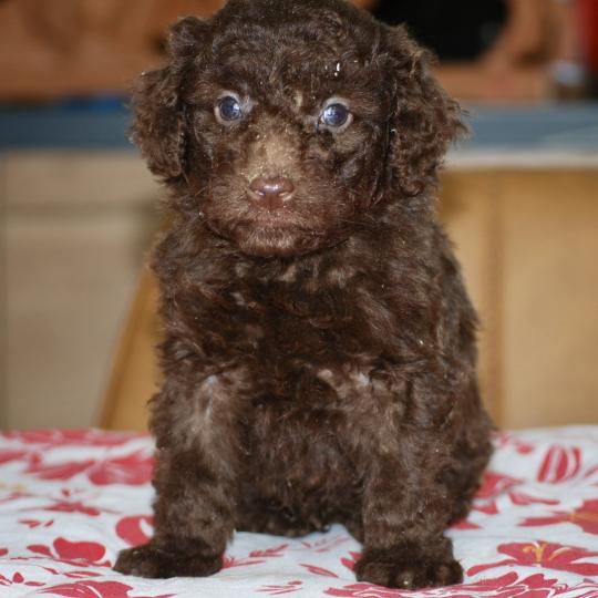 chiot Caniche Chocolat Bart col bleu clair Elevage zadatis  caniche , teckel