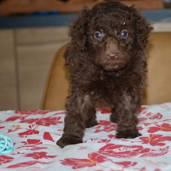 chiot Caniche Chocolat Bart col bleu clair Elevage zadatis  caniche , teckel