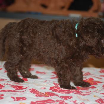 chiot Caniche Chocolat Bart col bleu clair Elevage zadatis  caniche , teckel