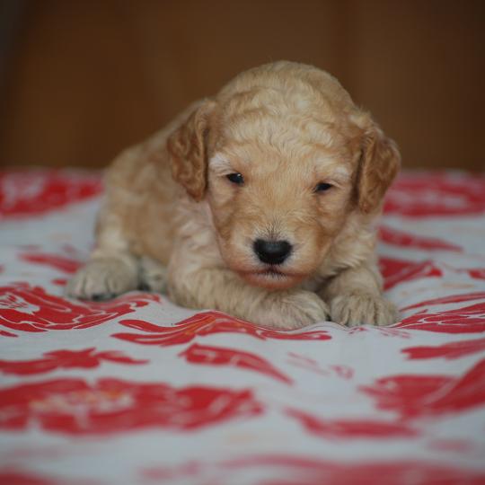 chiot Caniche Champagne Basko Elevage zadatis  caniche , teckel