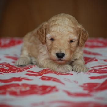 chiot Caniche Champagne Basko Elevage zadatis  caniche , teckel