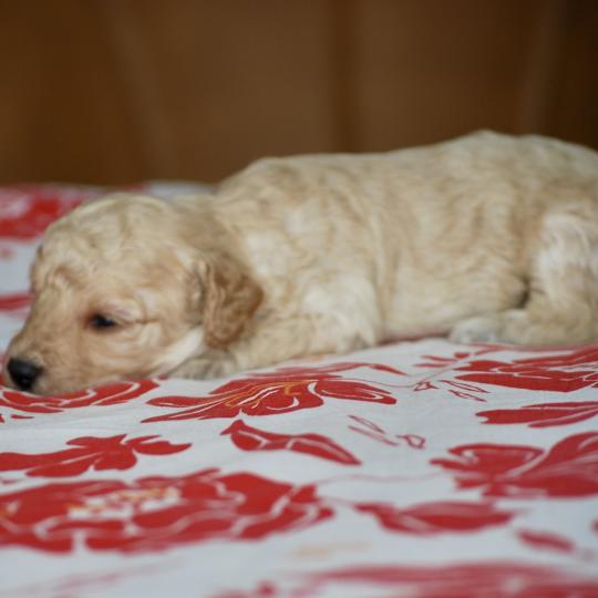 chiot Caniche Champagne Basko Elevage zadatis  caniche , teckel