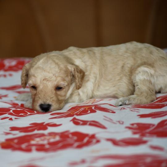 chiot Caniche Champagne Basko Elevage zadatis  caniche , teckel
