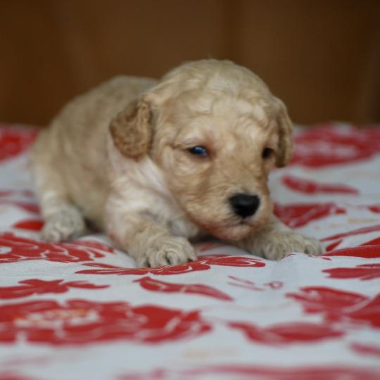 chiot Caniche Champagne Basko Elevage zadatis  caniche , teckel