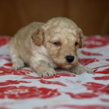 chiot Caniche Champagne Basko Elevage zadatis  caniche , teckel