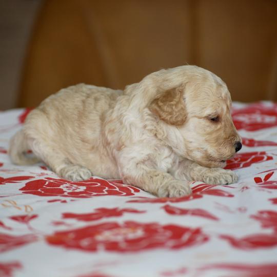 chiot Caniche Champagne Basko Elevage zadatis  caniche , teckel