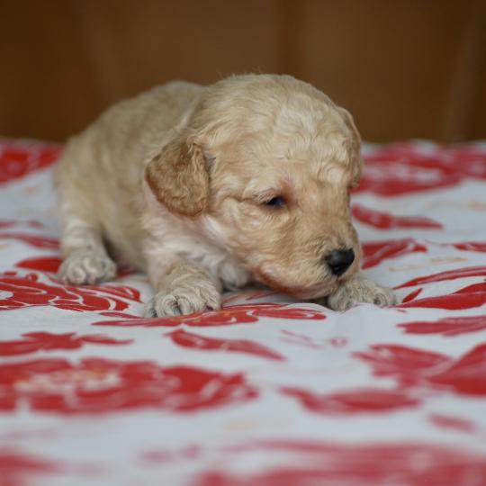 chiot Caniche Champagne Basko Elevage zadatis  caniche , teckel