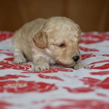 chiot Caniche Champagne Basko Elevage zadatis  caniche , teckel