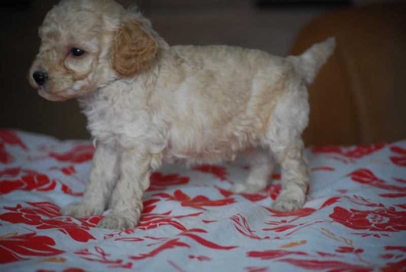 ZADATIS Basko Mâle Caniche