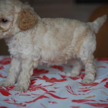 chiot Caniche Champagne Basko Elevage zadatis  caniche , teckel