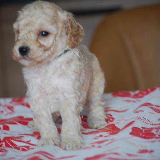 chiot Caniche Champagne Basko Elevage zadatis  caniche , teckel