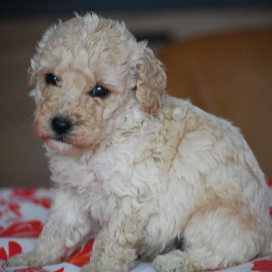 chiot Caniche Champagne Basko Elevage zadatis  caniche , teckel