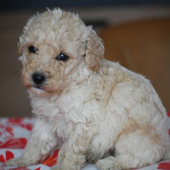 chiot Caniche Champagne Basko Elevage zadatis  caniche , teckel
