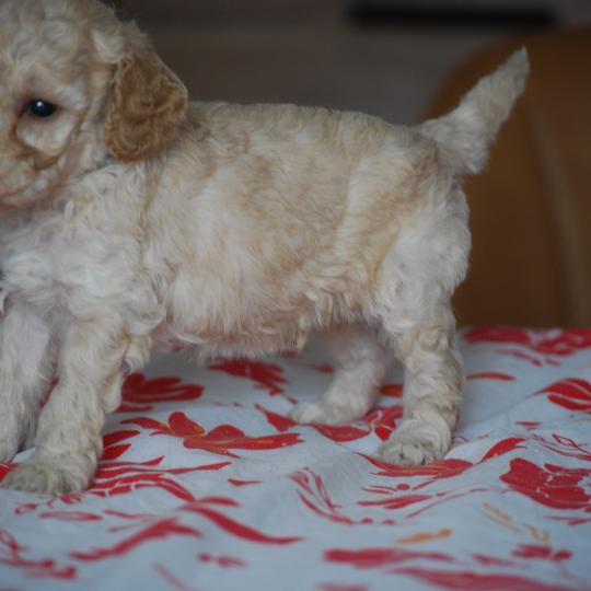 chiot Caniche Champagne Basko Elevage zadatis  caniche , teckel