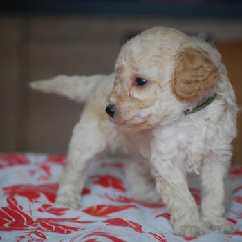 chiot Caniche Champagne Basko Elevage zadatis  caniche , teckel