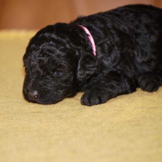 chiot Caniche Noire Be black col rose Elevage zadatis  caniche , teckel