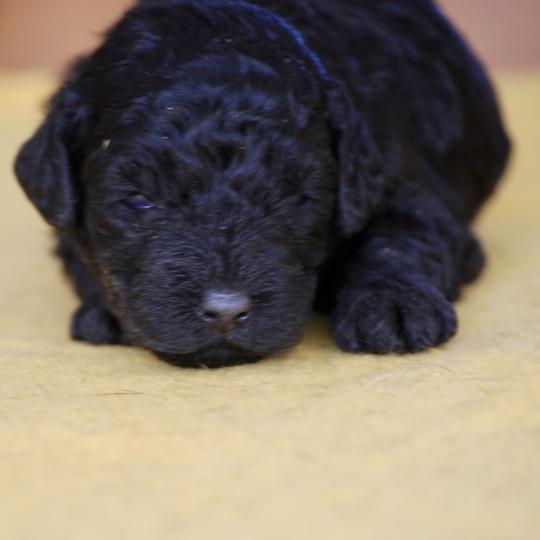 chiot Caniche Noire Be black col rose Elevage zadatis  caniche , teckel