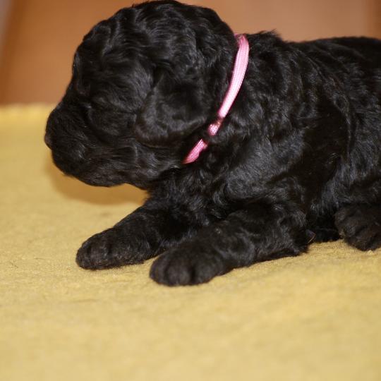 chiot Caniche Noire Be black col rose Elevage zadatis  caniche , teckel