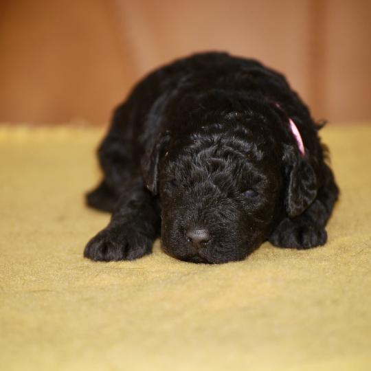 chiot Caniche Noire Be black col rose Elevage zadatis  caniche , teckel