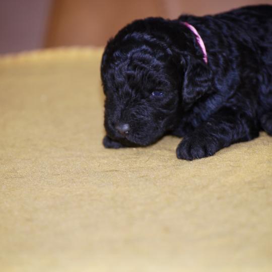 chiot Caniche Noire Be black col rose Elevage zadatis  caniche , teckel