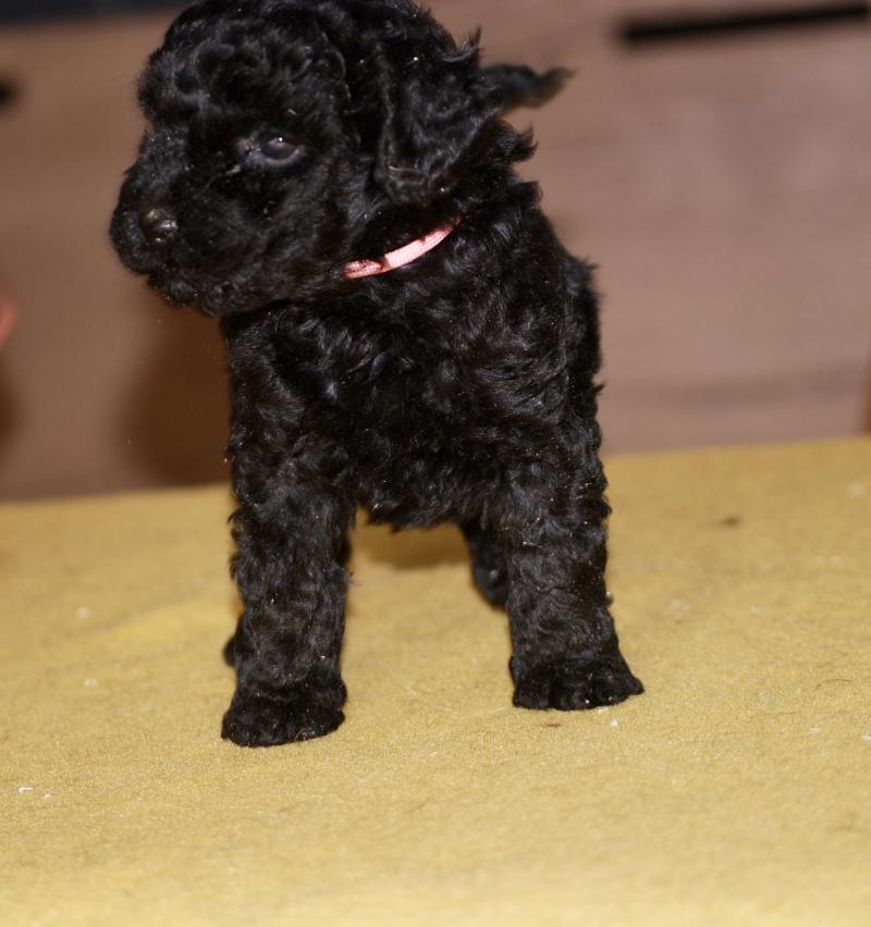 ZADATIS Bikini col rose Femelle Caniche