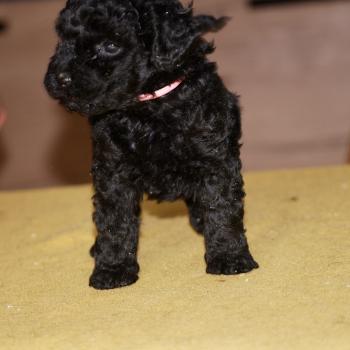 chiot Caniche Noire Bikini col rose Elevage zadatis  caniche , teckel