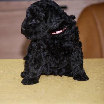 chiot Caniche Noire Bikini col rose Elevage zadatis  caniche , teckel