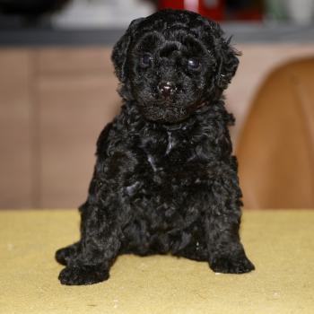 chiot Caniche Noire Bikini col rose Elevage zadatis  caniche , teckel