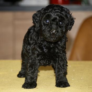 chiot Caniche Noire Bikini col rose Elevage zadatis  caniche , teckel