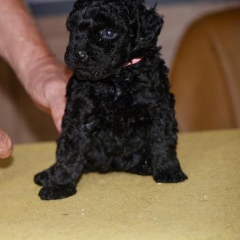 chiot Caniche Noire Bikini col rose Elevage zadatis  caniche , teckel