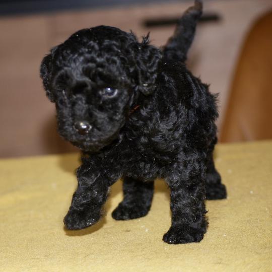 chiot Caniche Noire Bikini col rose Elevage zadatis  caniche , teckel