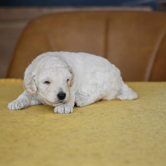 ZADATIS Be White Femelle Caniche