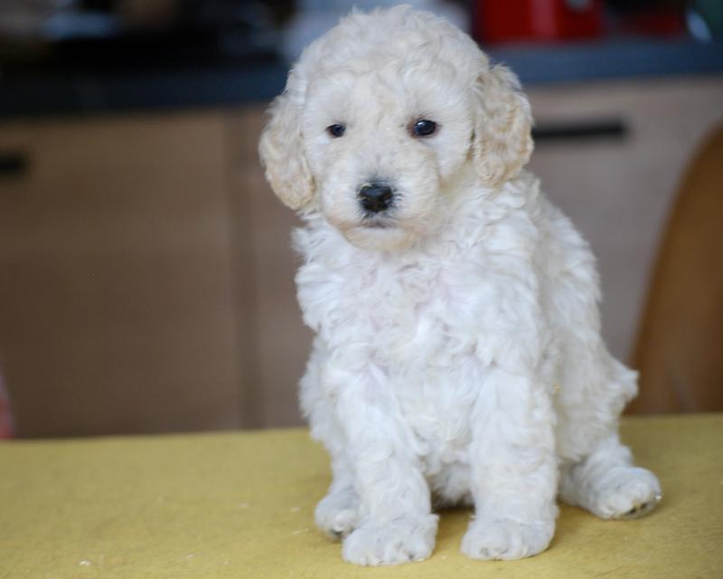 ZADATIS Be White Femelle Caniche