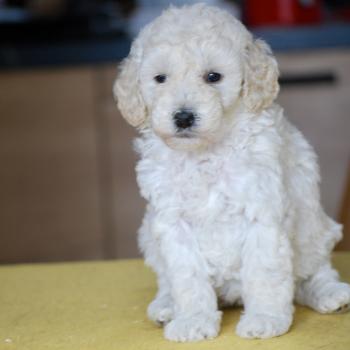 chiot Caniche Blanche Be White Elevage zadatis  caniche , teckel