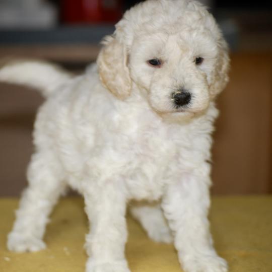 chiot Caniche Blanche Be White Elevage zadatis  caniche , teckel