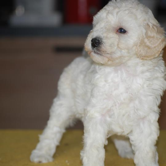chiot Caniche Blanche Be White Elevage zadatis  caniche , teckel