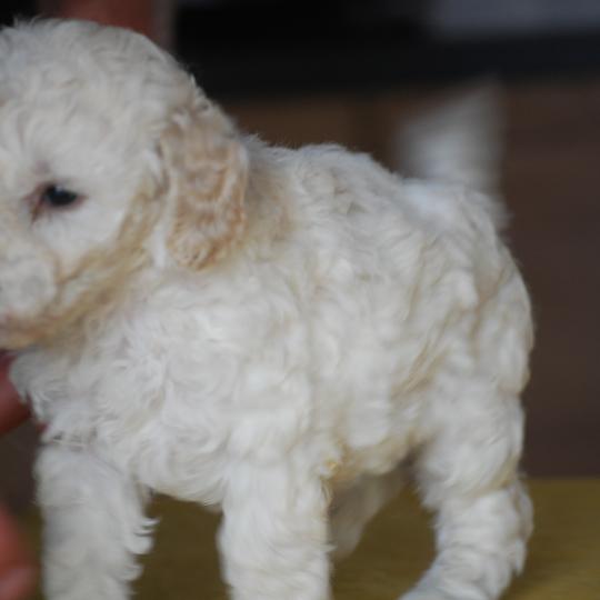 chiot Caniche Blanche Be White Elevage zadatis  caniche , teckel
