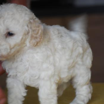 chiot Caniche Blanche Be White Elevage zadatis  caniche , teckel