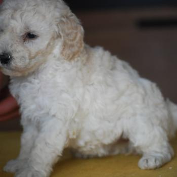 chiot Caniche Blanche Be White Elevage zadatis  caniche , teckel