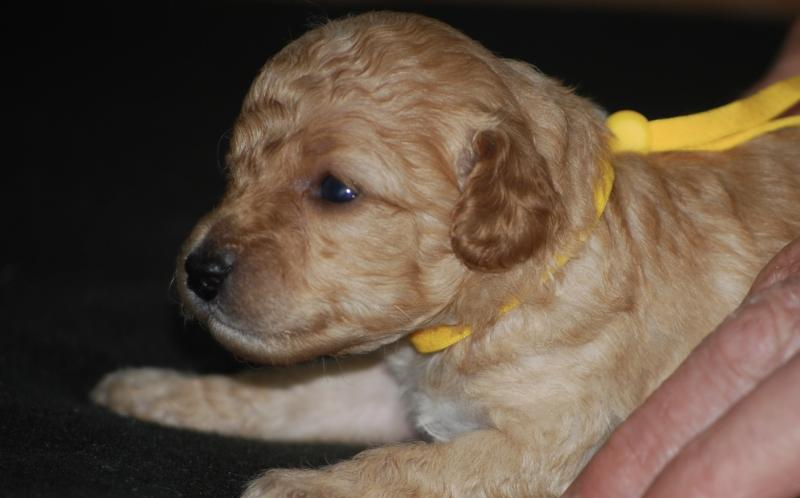 ZADATIS Bella col jaune Femelle Caniche