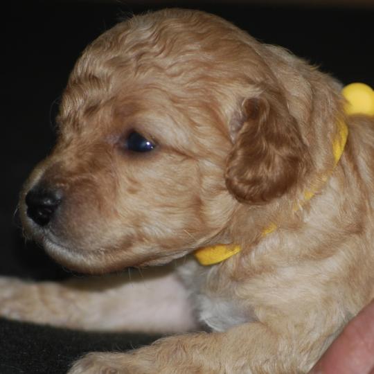 chiot Caniche Champagne Bekkie col jaune Elevage zadatis  caniche , teckel